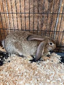 femelle géant des Flandre avec pedigree - Photo 2
