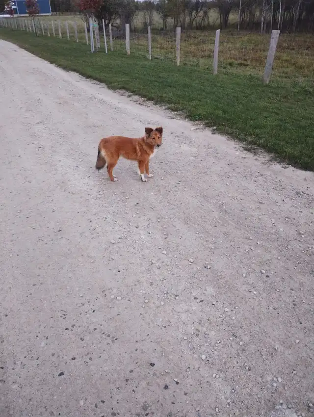 Sheltie dog forsale!
