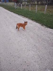 Sheltie dog forsale!