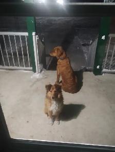 Sheltie dog forsale! - Photo 2