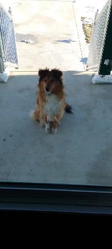 Sheltie dog forsale! - Photo 3