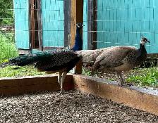 Peacock pair 2 years old