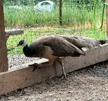 Peacock pair 2 years old - Photo 2