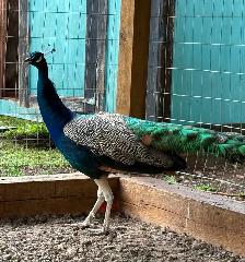 Peacock pair 2 years old - Photo 3