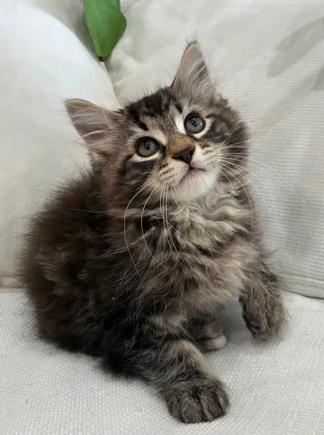 Chaton Sibérien Hypoallergene