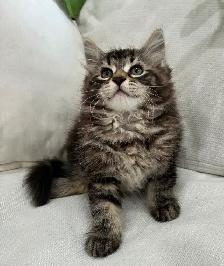 Chaton Sibérien Hypoallergene - Photo 4