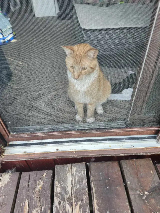 chat a donné
