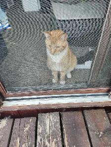 chat a donné