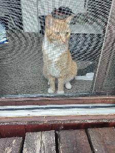 chat a donné - Photo 2