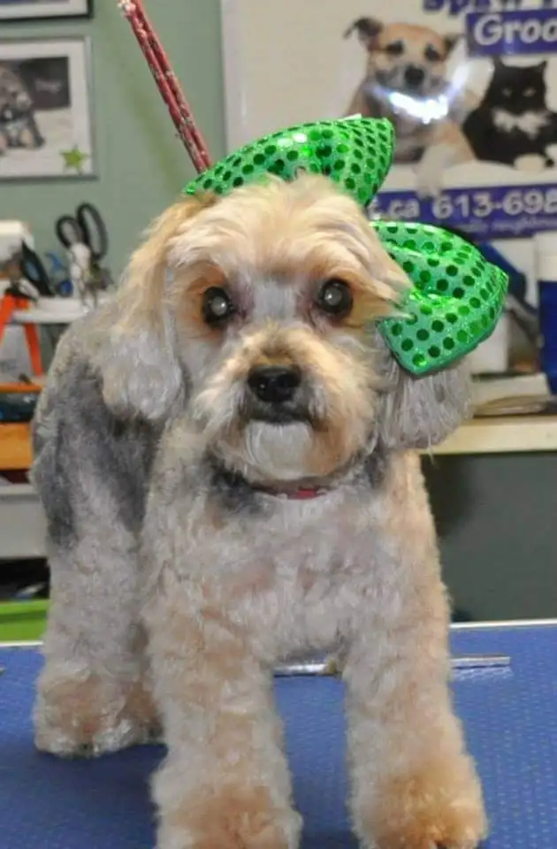 DOG AND CAT PET GROOMER