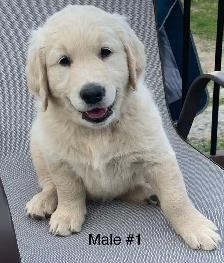 Golden Retrievers