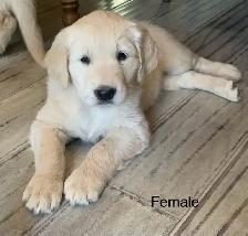 Golden Retrievers - Photo 2