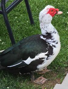Animal Sanctuary Volunteers Needed at Happy Days Sanctuary - Photo 2