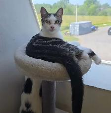 Animal Sanctuary Volunteers Needed at Happy Days Sanctuary - Photo 3