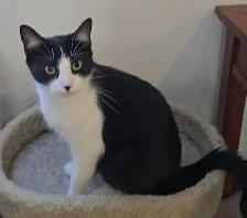 Animal Sanctuary Volunteers Needed at Happy Days Sanctuary - Photo 4