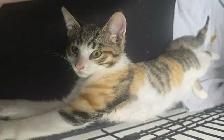Animal Sanctuary Volunteers Needed at Happy Days Sanctuary - Photo 5