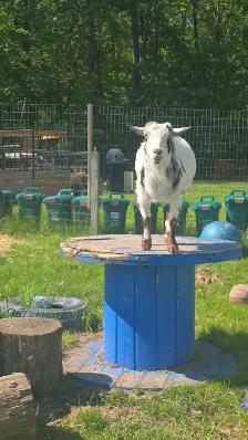 Animal Sanctuary Volunteers Needed at Happy Days Sanctuary - Photo 6