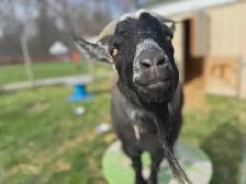 Animal Sanctuary Volunteers Needed at Happy Days Sanctuary - Photo 7