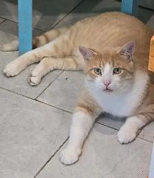 Animal Sanctuary Volunteers Needed at Happy Days Sanctuary - Photo 9