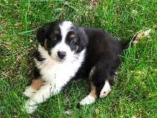 ~ Purebred AUSTRALIAN SHEPHERD PUPS!! ~