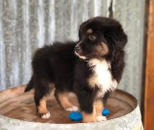 ~ Purebred AUSTRALIAN SHEPHERD PUPS!! ~ - Photo 2