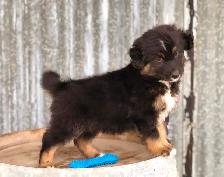 ~ Purebred AUSTRALIAN SHEPHERD PUPS!! ~ - Photo 3