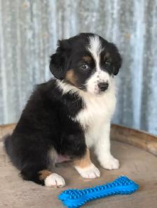 ~ Purebred AUSTRALIAN SHEPHERD PUPS!! ~ - Photo 4