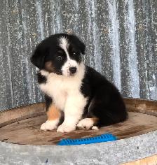 ~ Purebred AUSTRALIAN SHEPHERD PUPS!! ~ - Photo 5