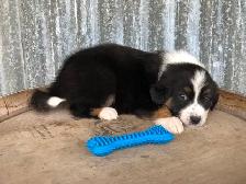 ~ Purebred AUSTRALIAN SHEPHERD PUPS!! ~ - Photo 6