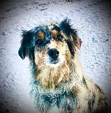 ~ Purebred AUSTRALIAN SHEPHERD PUPS!! ~ - Photo 8