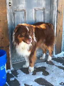 ~ Purebred AUSTRALIAN SHEPHERD PUPS!! ~ - Photo 10