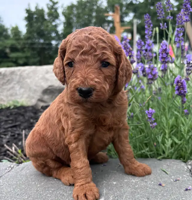 F1BB Red Labradoodle Pups