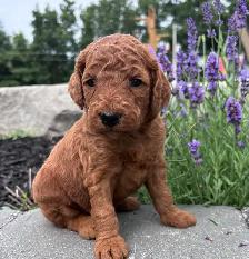 F1BB Red Labradoodle Pups