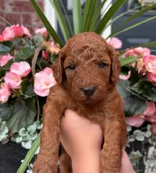F1BB Red Labradoodle Pups - Photo 2