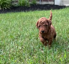 F1BB Red Labradoodle Pups - Photo 3