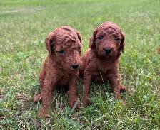 F1BB Red Labradoodle Pups - Photo 4