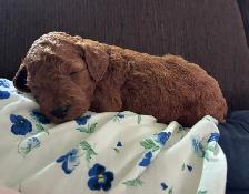 F1BB Red Labradoodle Pups - Photo 5