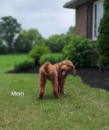 F1BB Red Labradoodle Pups - Photo 6