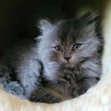 Adorables chatons persans/nebelung