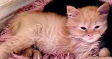 Adorables chatons persans/nebelung - Photo 2