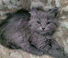 Adorables chatons persans/nebelung - Photo 3