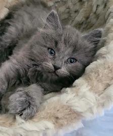 Adorables chatons persans/nebelung - Photo 4