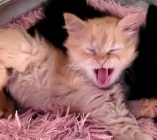 Adorables chatons persans/nebelung - Photo 5