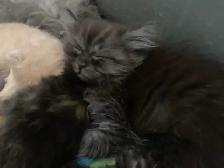 Adorables chatons persans/nebelung - Photo 6