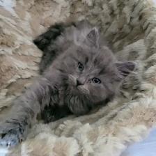 Adorables chatons persans/nebelung - Photo 7