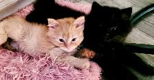 Adorables chatons persans/nebelung - Photo 8