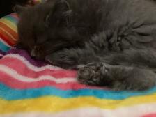 Adorables chatons persans/nebelung - Photo 9