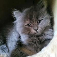 Adorables chatons persans/nebelung - Photo 10