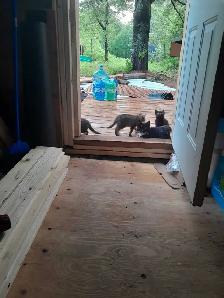Rustic Cabin near Shediac & Beaches on a large park setting lot - Photo 3