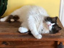Adorable RAGDOLL KITTENS!! - Photo 8